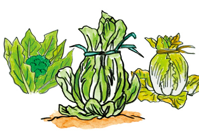 野菜の収穫時期と家庭菜園Ｑ＆Ａ