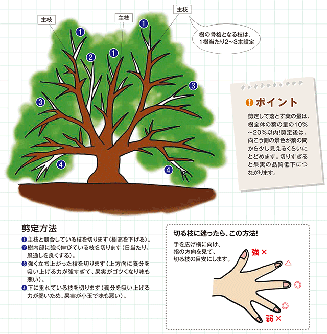 ミカンの樹の剪定方法 Jaとぴあ浜松