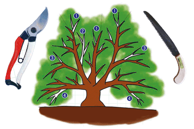 ミカンの樹の剪定方法