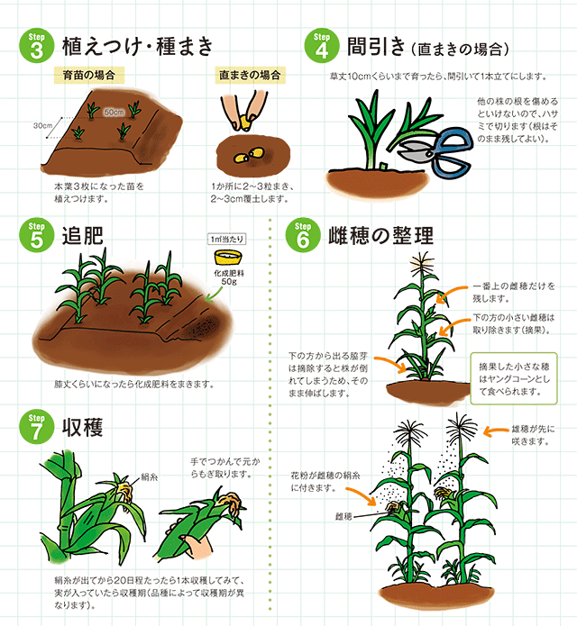 トウモロコシ の 栽培 方法