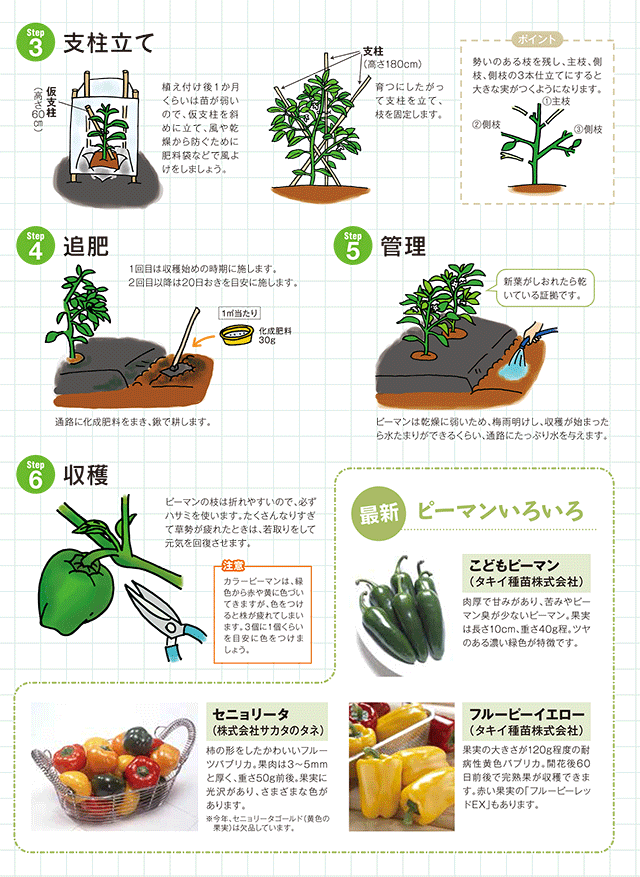 栽培 ピーマン ピーマンの種まきと育苗の方法