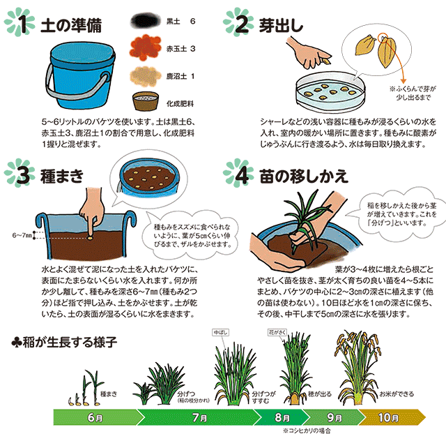 バケツ稲の育て方 Jaとぴあ浜松