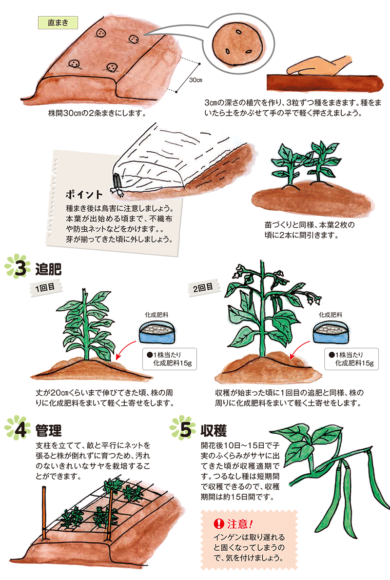 つるなしインゲンの育て方 Jaとぴあ浜松