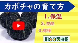 動画あり カボチャの育て方 Jaとぴあ浜松