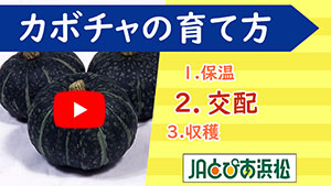 動画あり カボチャの育て方 Jaとぴあ浜松