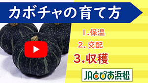 動画あり カボチャの育て方 Jaとぴあ浜松