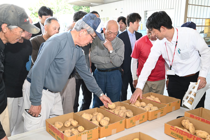 特産「三方原馬鈴薯」の目ぞろい会を開催