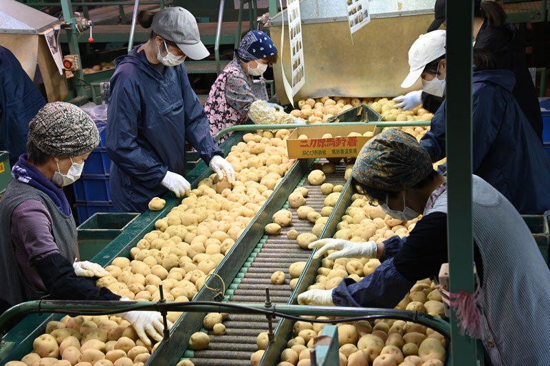 特産「三方原馬鈴薯」の初選果