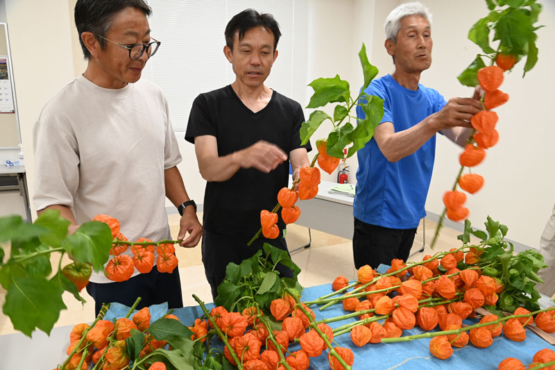 7月盆向けホオズキ目ぞろい会