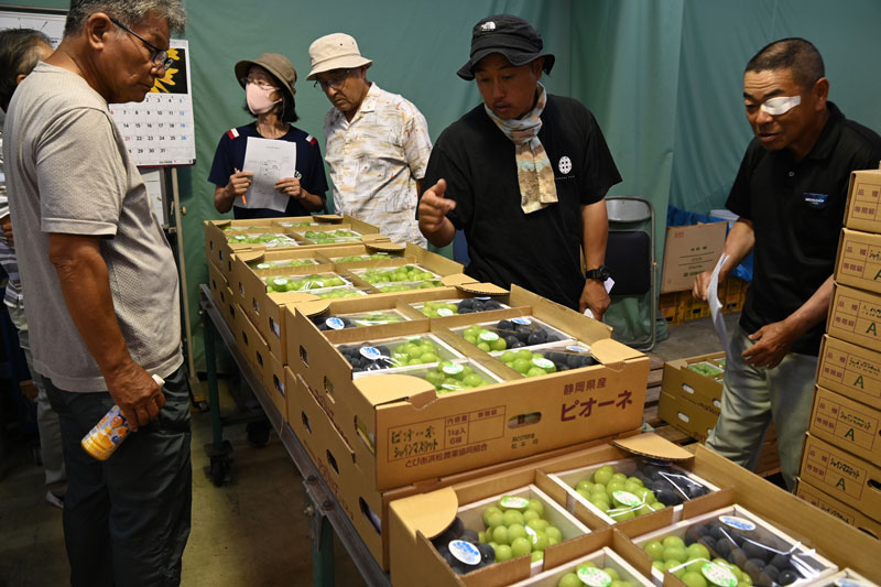 甘いブドウが本格出荷開始！
