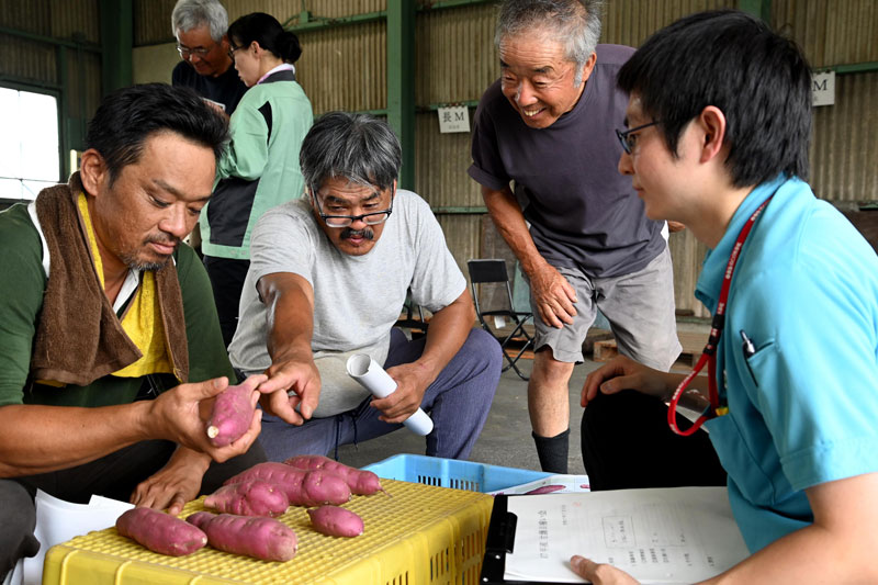 害虫アリモドキゾウムシの被害を乗り越えて