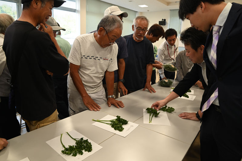 パセリ需要期に向け出荷強化