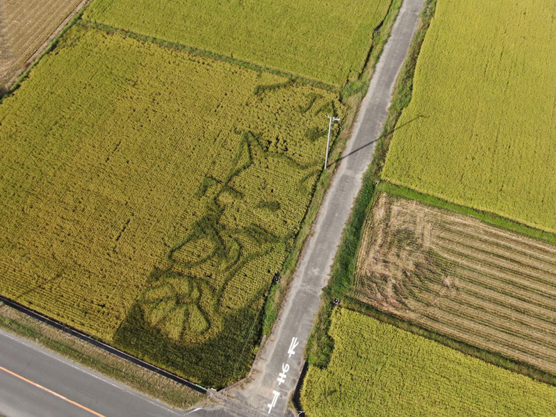 雄踏町の田んぼアートが見頃
