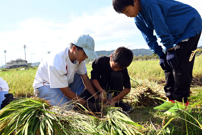 収穫のよろこびで一体感～小学生が稲刈り体験
