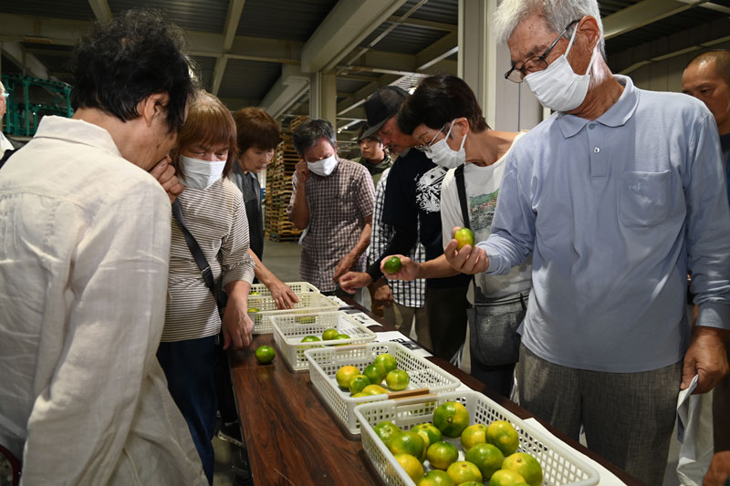 極早生ミカン「高林」目ぞろい会