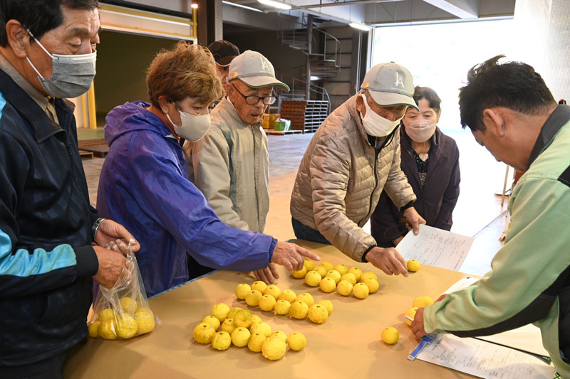 冬至に向けてユズ出荷