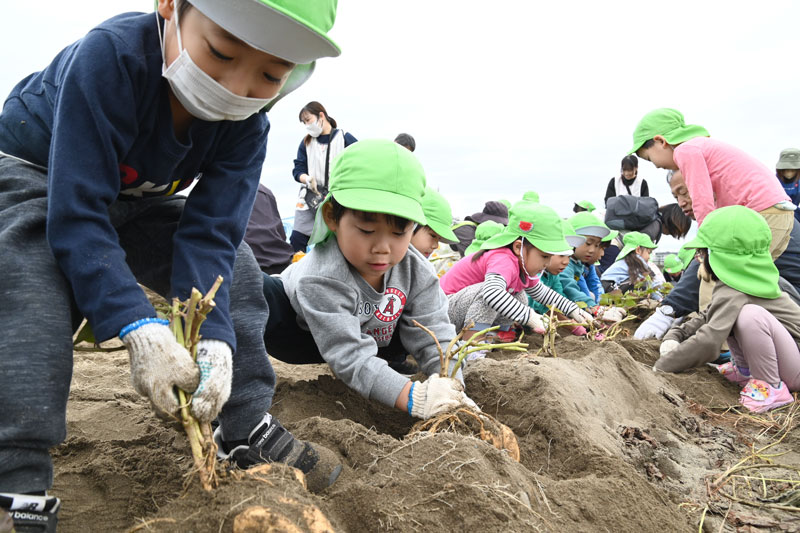 春日こども園の園児がサツマイモを収穫🍠