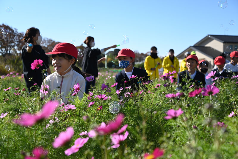 子どもたち約３５０人がコスモスを鑑賞