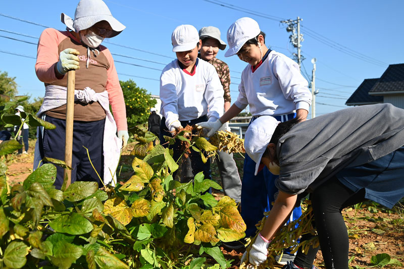 白須賀小の児童と大豆の収穫