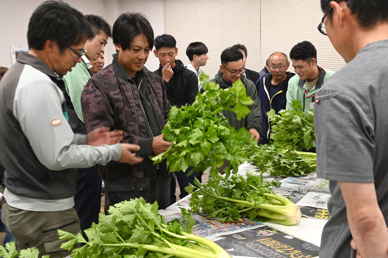 露地セルリー 目ぞろい会を開催