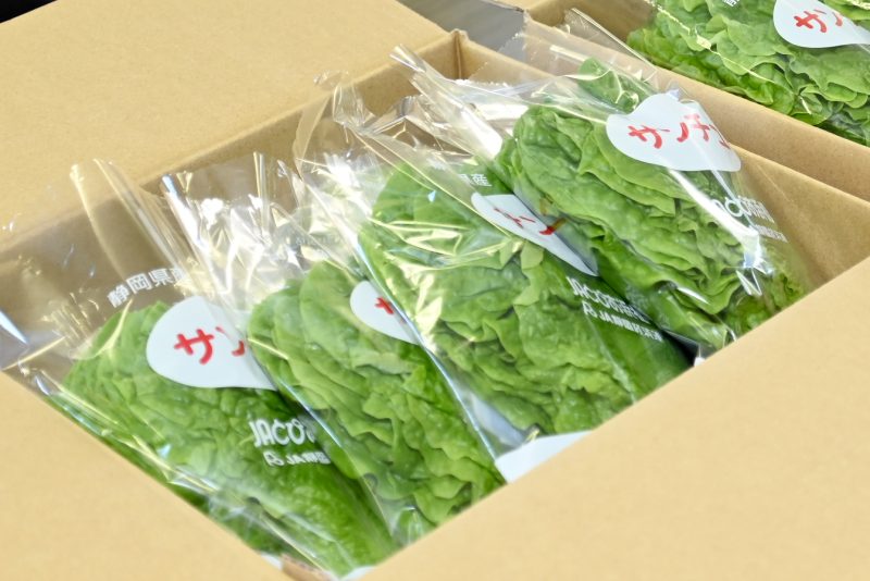 鮮やかなグリーンが特徴 サンチュ目ぞろい会