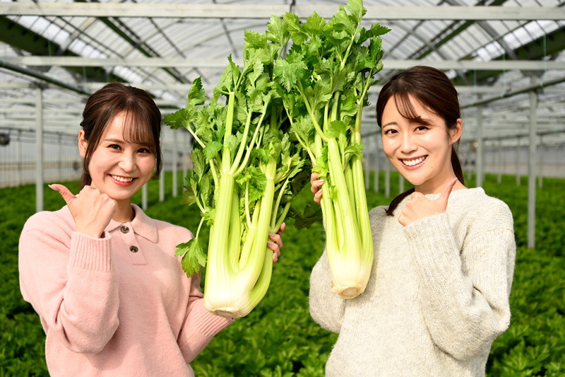 １２/2１（日）放送 Smile Table「JAとぴあ浜松 セルリー」