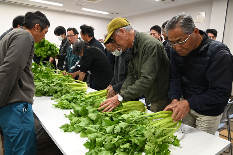 ハウスセルリー生育順調！