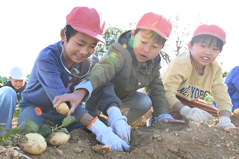 児童がバレイショ収穫体験