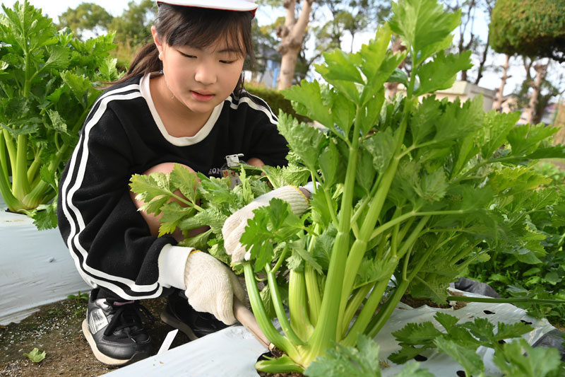 児童がセルリーの収穫体験