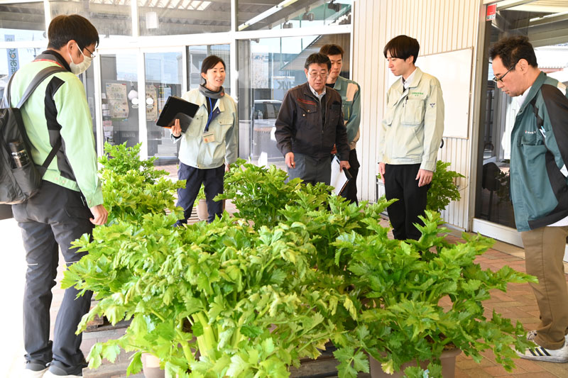 鉢植えセルリーコンクール開催