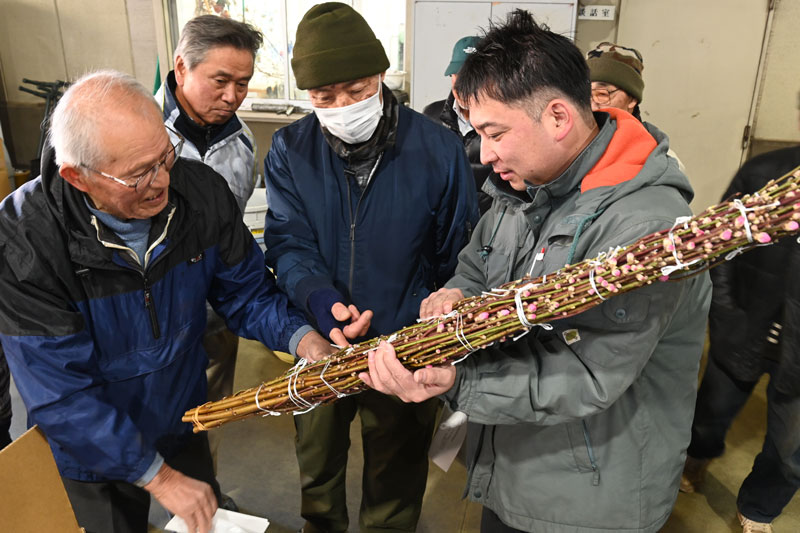 「桃の節句」に向けて花桃出荷