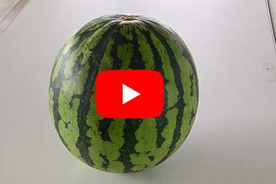 【動画あり】大玉スイカ