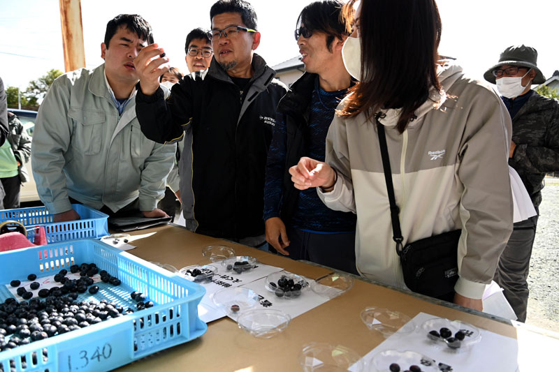 はじける果汁！黒紫の大玉 ブルーベリー目ぞろい会