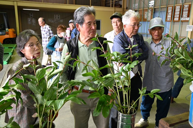 シャクヤク目ぞろい会を開催