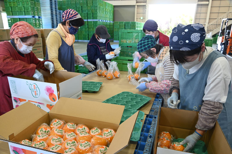 冷蔵「不知火」の初選果