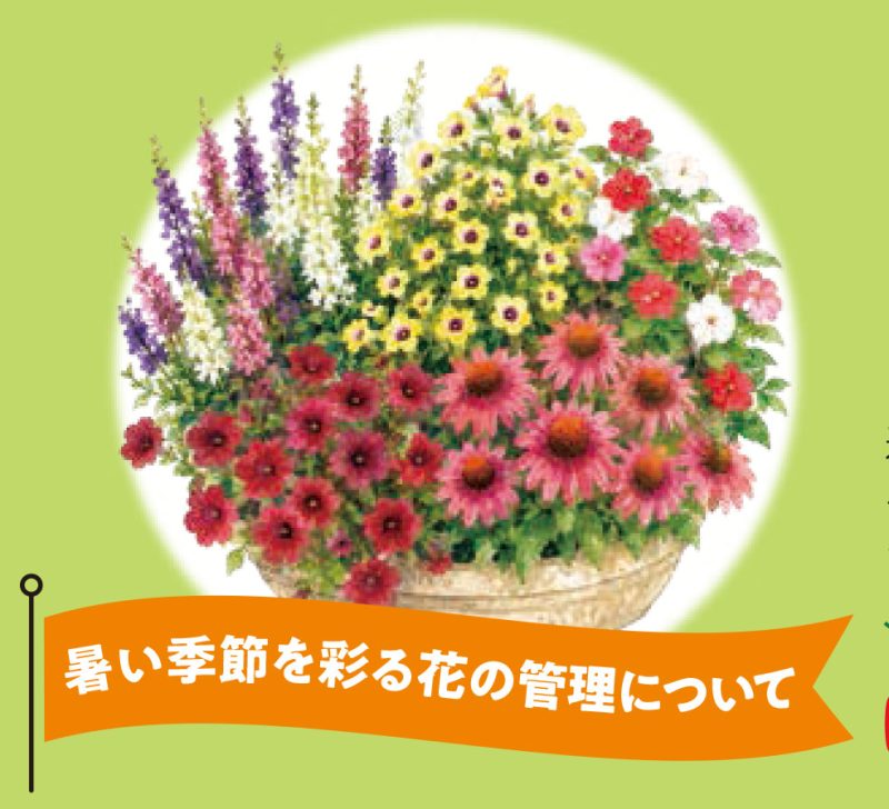 暑い季節を彩る花の管理について