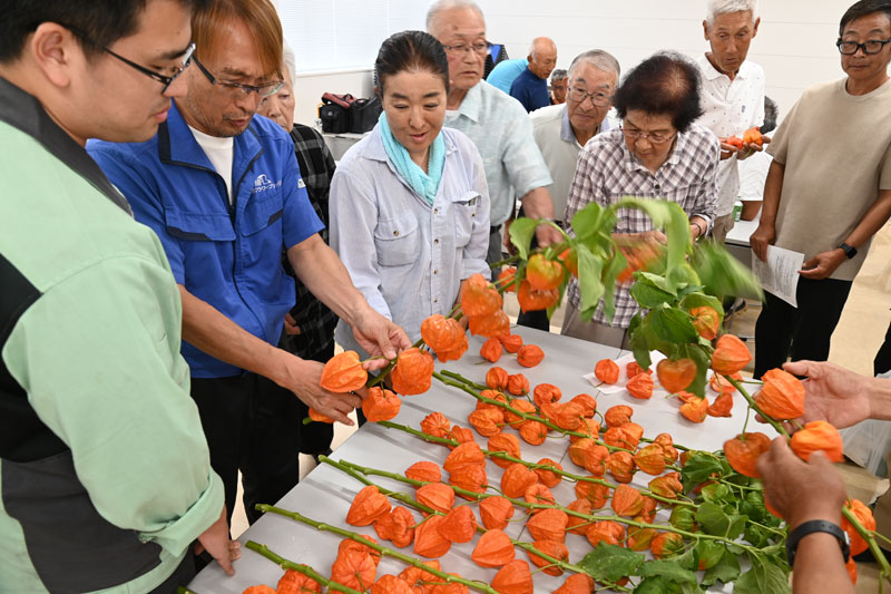 ８月盆向けホオズキ目ぞろい会