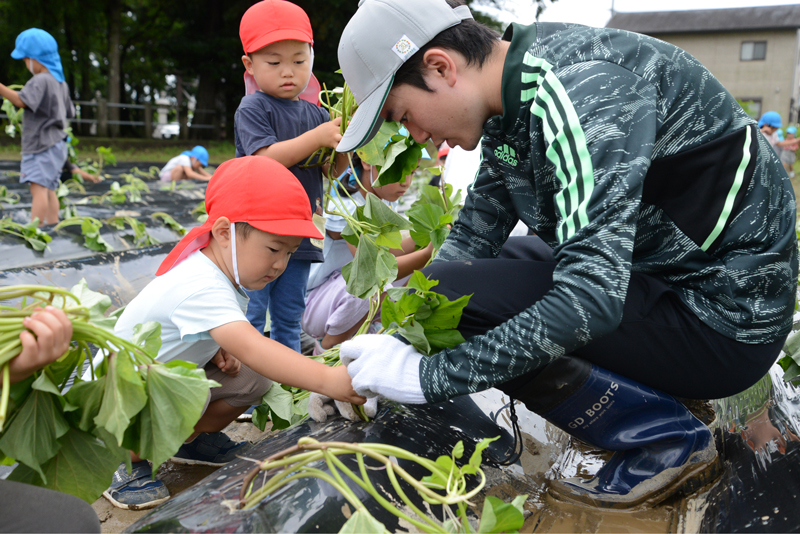 園児がサツマイモの苗植え（中瀬支店　食育活動）